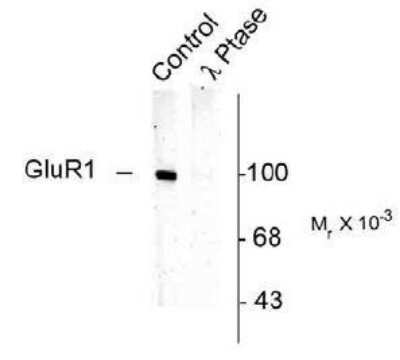 Western Blot: GluR1 [p Ser831] Antibody [NB110-93482]